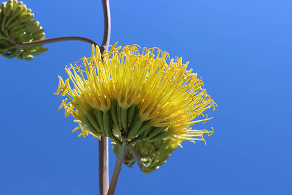  Agave deserti ssp.simplex